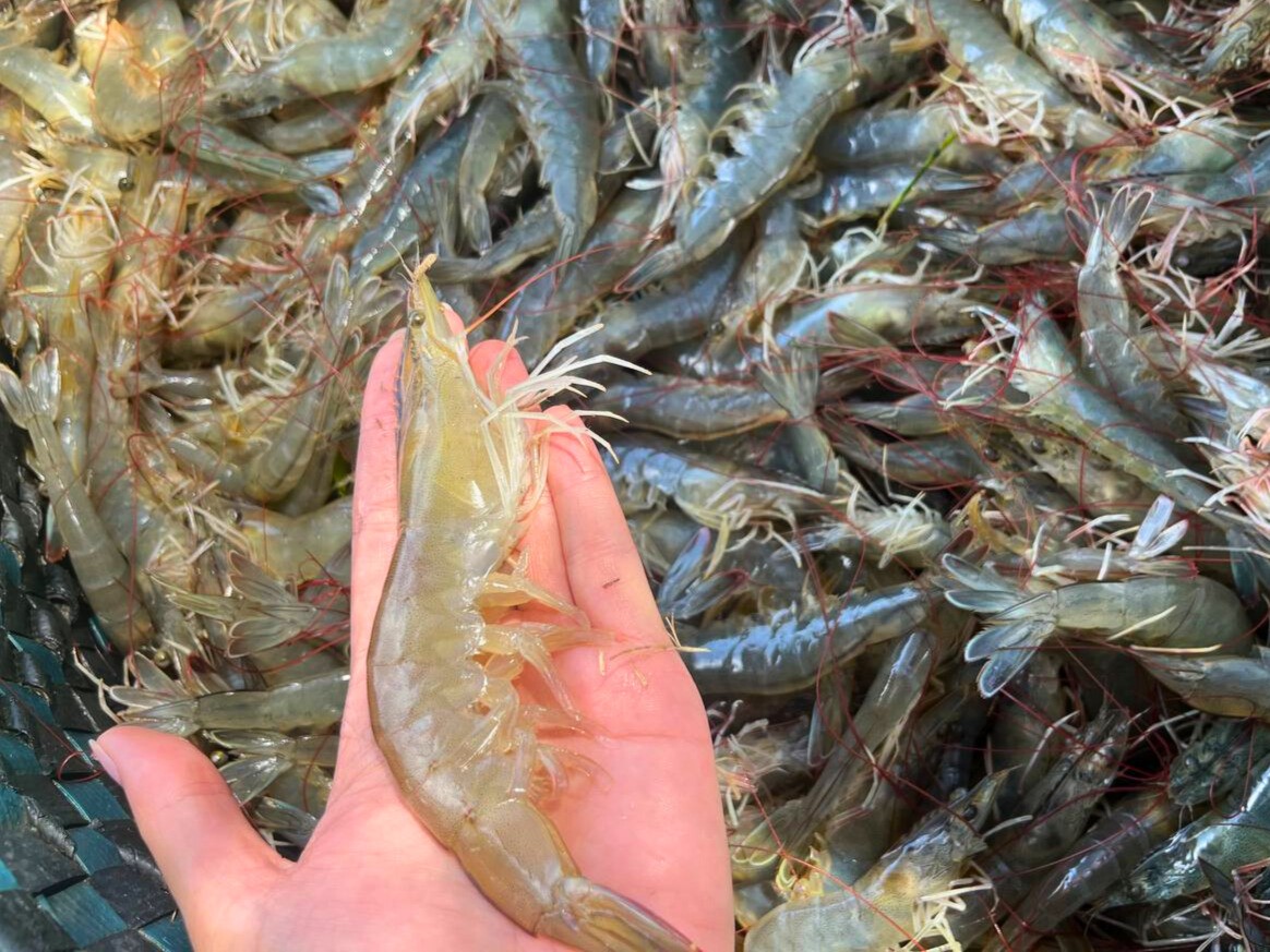 5 Cách Phân Biệt Tôm Tươi Và Tôm Ngâm Hóa Chất – Chuyên Gia FAGOMeat Chia Sẻ